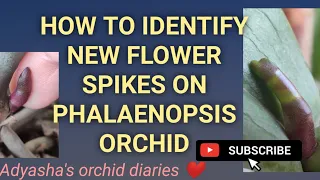 HOW TO IDENTIFY NEW  FLOWER SPIKE ON PHALAENOPSIS ORCHID (NEW SPIKE VS NEW ROOT)