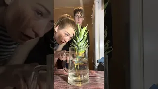 Лёва сажает ананас. 😂 🍍