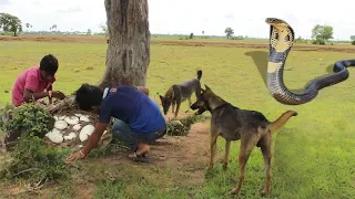 Smart Dogs Save Boys and Help Fight King Cobra - Battle Dogs Vs King Cobra