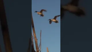 Double on Pintails #hunting #duckhunting #goosehunting #duckhunters