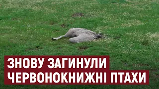 На території заповідника "Асканія-Нова" знайшли 15 мертвих сірих журавлів