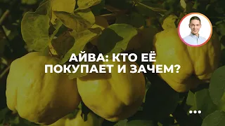 Айва: кто её покупает и зачем?