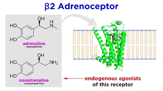 Bronchodilators Part 1: Principles of Respiratory Airflow and Development of Selective Drugs