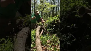 Making a habitat pile out of fallen trees