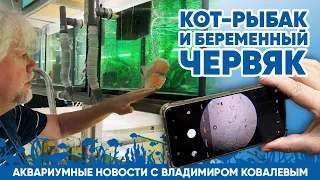 Аквариумные новости с Владимиром Ковалевым (22.03.2024). Кот рыбак и беременный червяк.