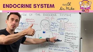 Overview of the Endocrine System