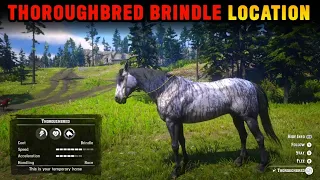 How To Get Rare Thoroughbred Brindle Horse For Free With Location - RDR2