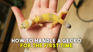Leopard Gecko Scared Of You? | How To Approach & Handle Your Pet