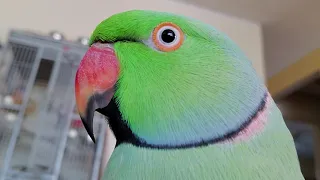 Indian Ringneck Parrot 🦜 talking