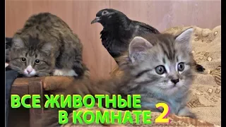 ВСЕ ЖИВОТНЫЕ В КОМНАТЕ 2 (собаки, кошки, котята, голуби, голубята и ворона)