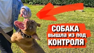 Не заводи питбуля, пока не посмотришь это видео!