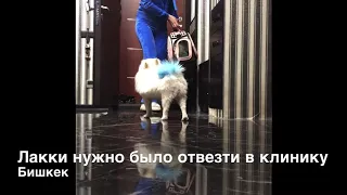 Проверка на видео: можно ли оставить шпица одного дома.