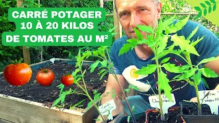 CARRÉ POTAGER ► RÉUSSIR SES TOMATES (Planter, nourrir, sol, paillage, ombrage, arrosage, variétés..)