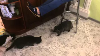 Первые встречи енота с котами
