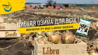 Цибуля озима для всіх — Венера F1 від Libra Seeds