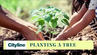How to plant trees in your community the correct way