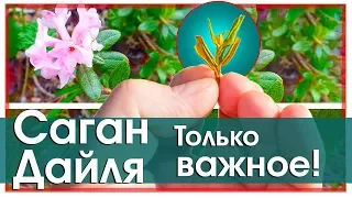 Саган Дайля (саган дали).