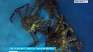 Вести-Хабаровск. Разведение морских деликатесов в Советско-Гаванском районе