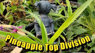 How to Multiply a Single Pineapple Top into Four or More Plants