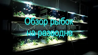 Обзор рыбок на разводне