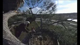 SWFL Eagles ~ A Smorgasbord Of Prey ~ Harriet Brings In Squirrel & M Brings In Rabbit & Fish 1.4.19