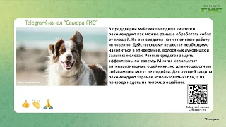 Telegram-канал "Самара-ГИС": быстрые новости