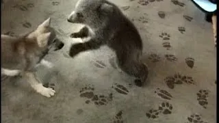 Grizly Bear Cub & Wolf Cub Playing - (c) Denmortube
