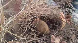 Боевой хомяк напал)