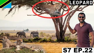 Finally saw a Leopard and Cheetah in Serengeti National Park 🇹🇿 S7 EP.22 | Pakistan to South Africa