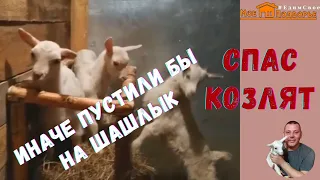 Как я спас козлят от ЗАБОЯ. "Мое Подворье"