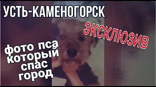 Усть Каменогорск Этот пёс спас город эксклюзивное фото героя