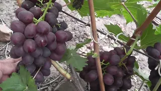 Сорт винограду "Троя" - сезон 2022 # Grape variety "Troia" - season 2022