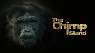 The Chimp Island | Documentary Short