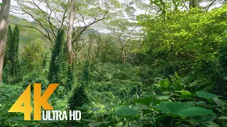 4K Tropical Rainforest - 5 HOURS Birds Chirping in the Woods - Oahu Island, Hawaii