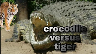 Crocodile versus Tiger