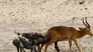 Wild Dog Eats Antelope Alive !!