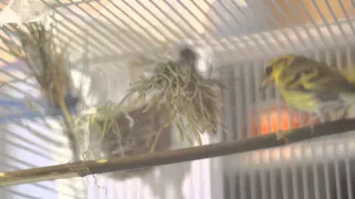 Female siskin is building a nest. Самка чиж строит гнездо