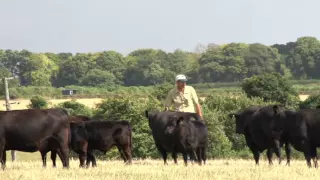 Wessex Lowline - Lowline Cattle