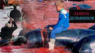 Весь мир осуждает охоту и убийство дельфинов на Фарерских островах | ANIMAL WORLD
