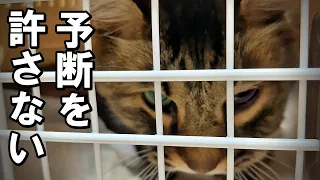 夜間救急動物病院に駆け込みました(飼育放棄の老猫をうちの子に…)【保護猫・老猫】