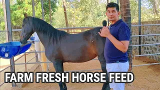 Farm Fresh Horse Feed & Arhaan Stud Farm Horse Shed