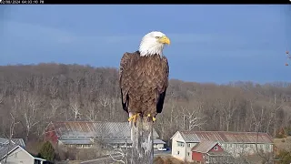 Sweet Bella & Scout - Close Ups - Brief Peek at Brood Patch - February 8, 2024 - NCTC Bald Eagles