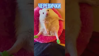 Видели такие черевички?))