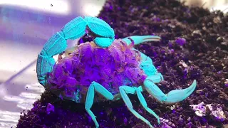 Scorpion and babies under UV Light