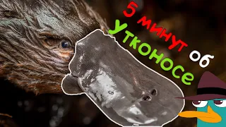 Животный мир утконосов Документальный фильм