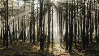 Forest, rain, sleep, trees, healing with light