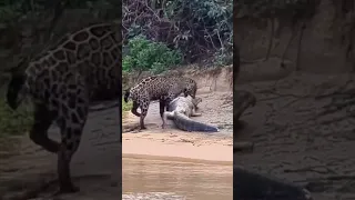 The Greatest Battle In The Animal Kingdom | Lion VS Crocodile#shorts#animals