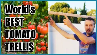 Cheap and Easy TOMATO TRELLIS