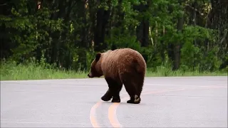 Rod Young Photography - Saskatchewan Black Bear - Brown Phase