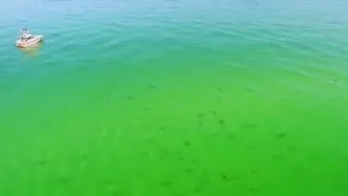 Hundreds of sharks gather off the coast of Florida